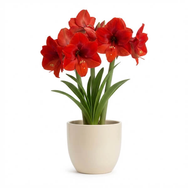 11. Amaryllis